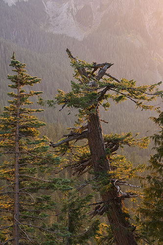 mount-rainier-national-park-subalpine-fir-sunset-14414.jpg