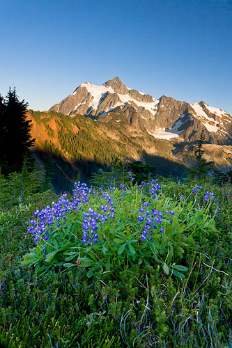 photo arctic lupines and mount shuksan at sunset