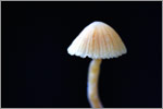 mushroom