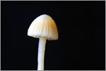 smallmushroom