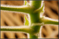 hairy plant close up