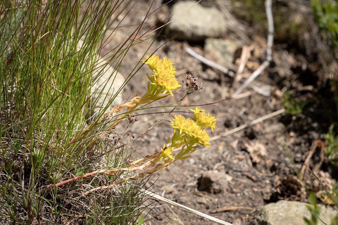lanceleaf stonecrop - sedum lanceolatum at manning park