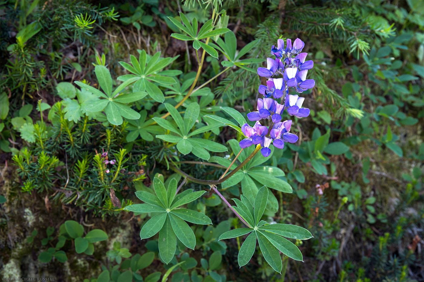 arctic lupine flowers at manning parks subalpine meadows