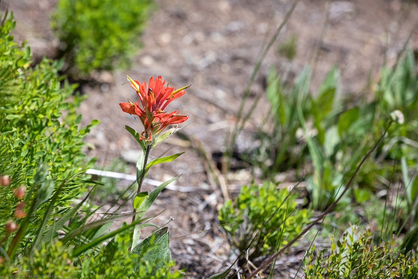 harsh paintbrush flowers at manning park