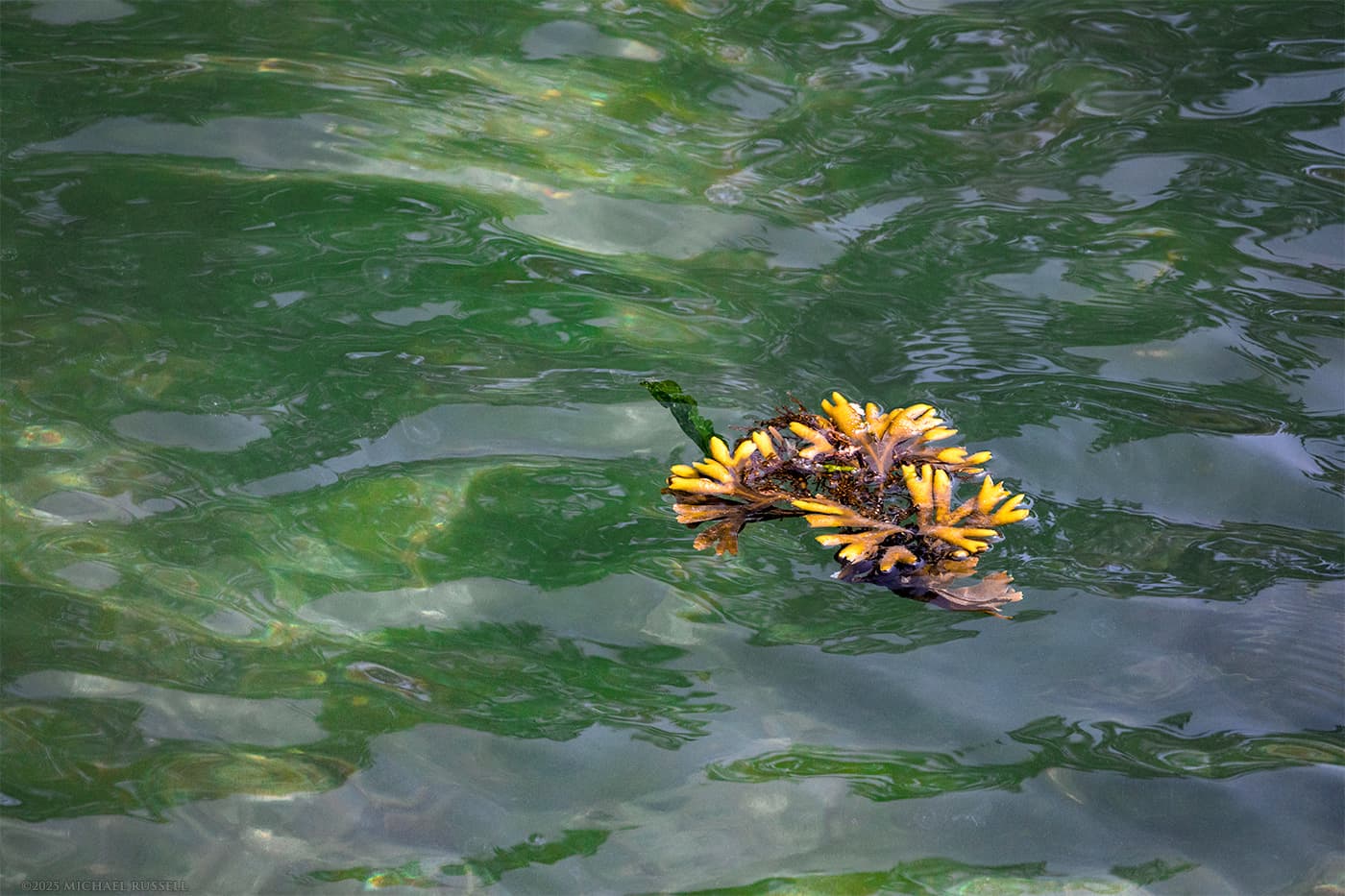 rockweed fucus distichus floating in the water at fulford harbour