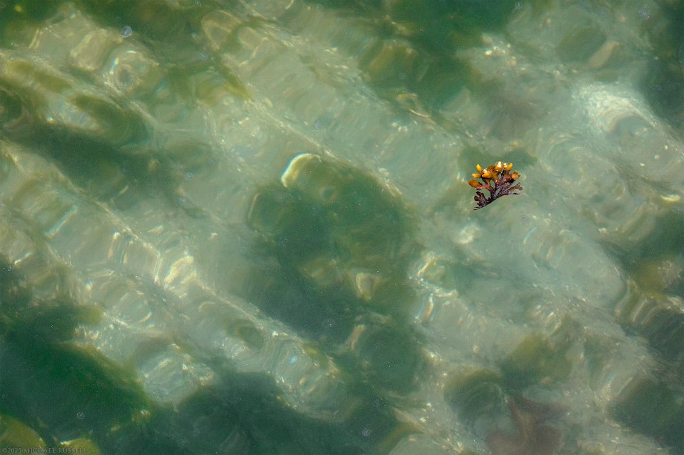 rockweed fucus distichus floating on the surface