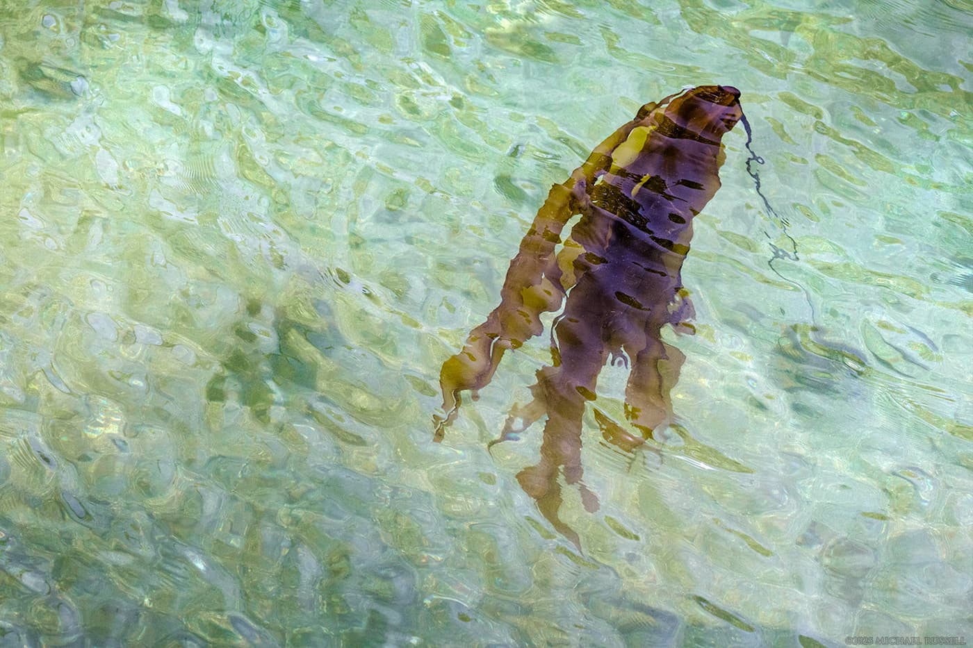 bull kelp macrocystis floating at fulford harbour