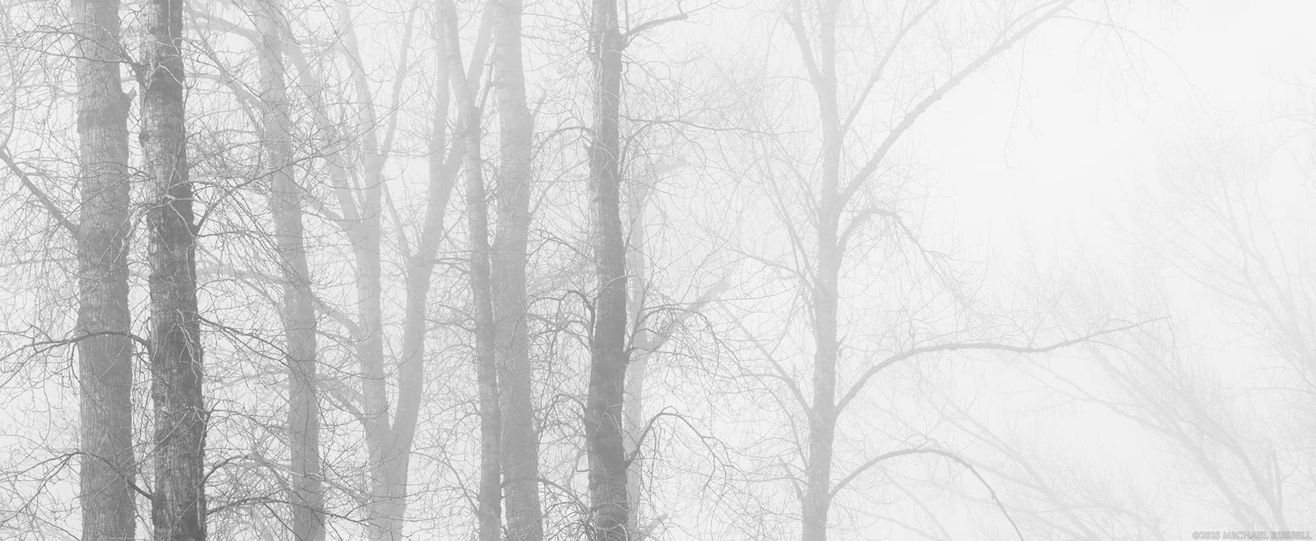 cottonwood trees and trunks on a foggy day at pitt marsh