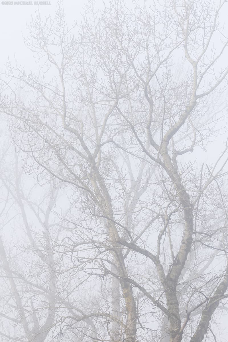 branches of the black cottonwoods in the fog