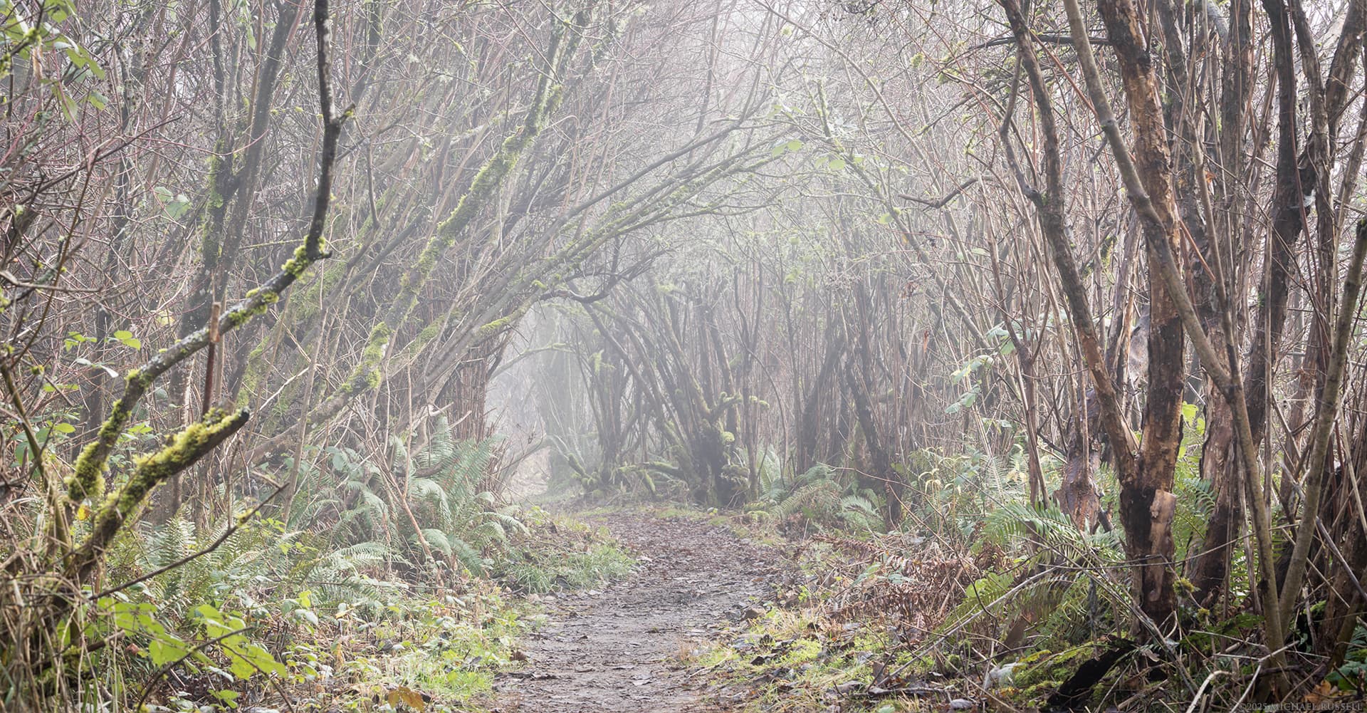 shrubs and small trees form a tunnel over the katzie loop trail on a foggy day at pitt marsh