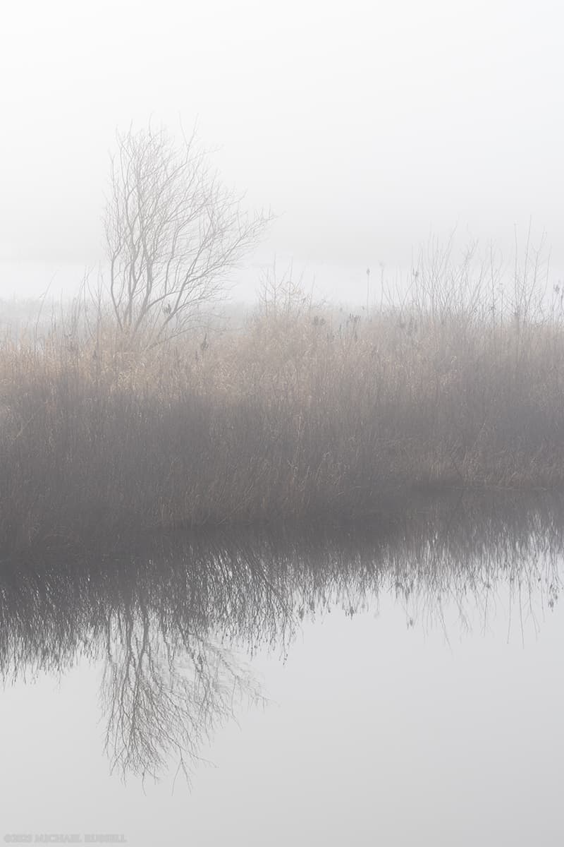 small tree, grasses, and spireas reflected in pitt marsh on a foggy day