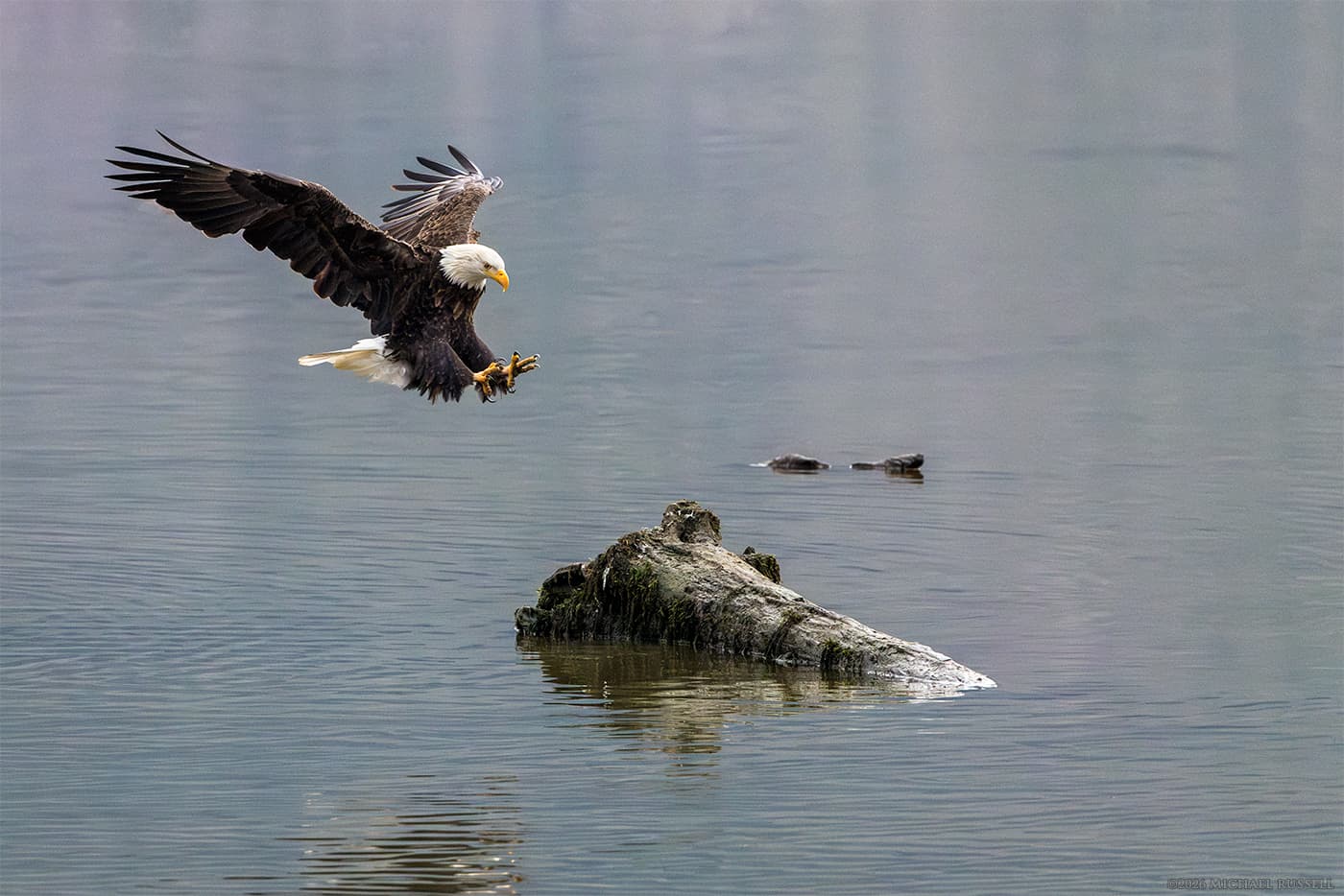 bald eagle in flight about to land on a log at harrison river