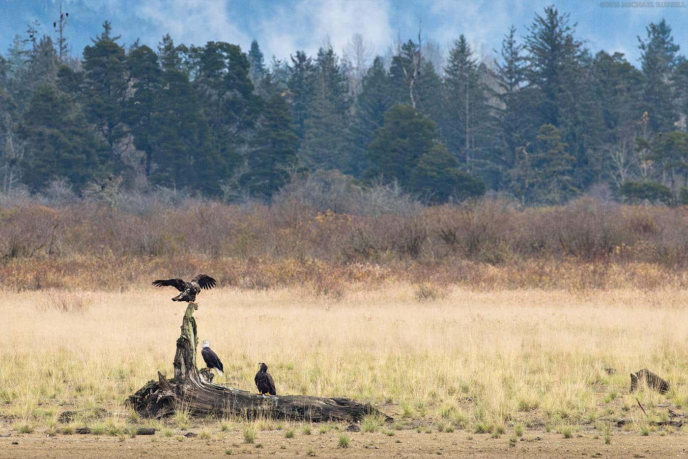 juvenile bald eagle landing on tree stump at harrison river