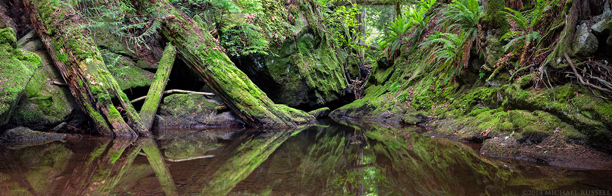 moss covered fallen trees at colliery dam park in nanaimo